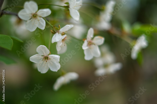 Blooming tree branches with white flowers natural background.