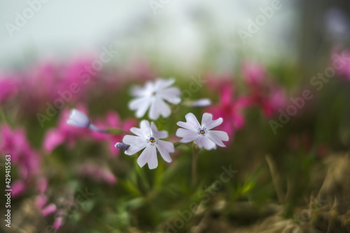 There are white flowers in the flowerpot and pink flowers in the background.