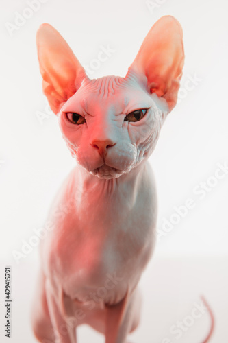 Cute sphynx cat, kitty posing isolated over white studio background in neon light © master1305