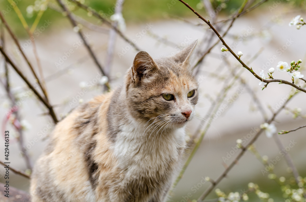 The cute cat is looking toward the flowers The cute cat is looking toward the flowers