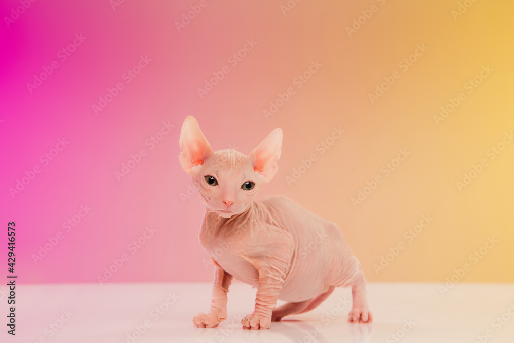 Cute sphynx cat, kitty posing isolated over gradient studio background in neon light