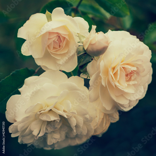 Cream roses blooming in the garden close up