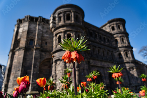 Biene, Blumen und Porta Negra