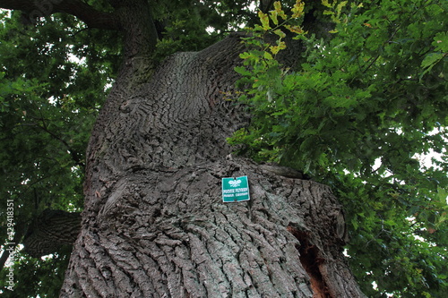Natural monument sign on an old oak tree, Poland photo