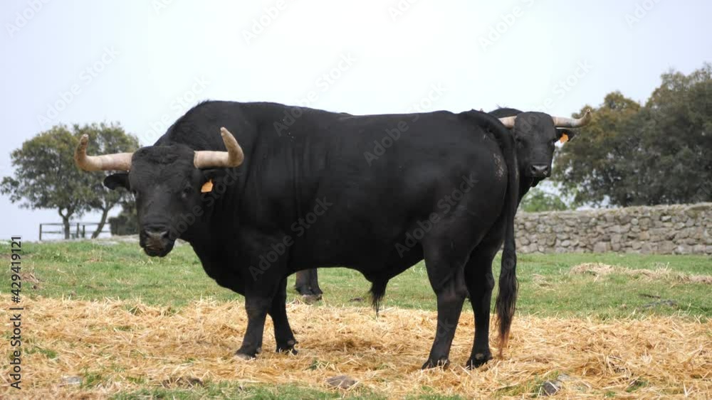 Pair of five yera old spanish fighting bulls grazing some hay in a meadow. Pair of five yera old spanish fighting bulls grazing some hay in a meadow.