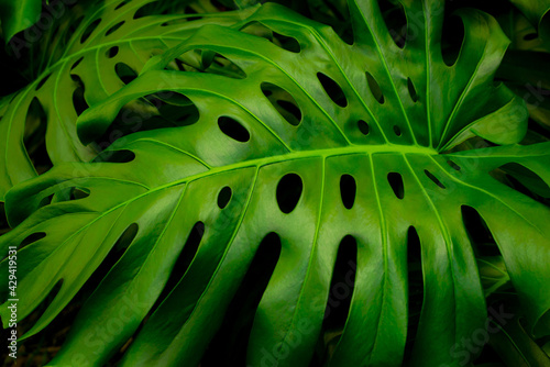 Close Up of Monstera Deliciosa Plant Leaves