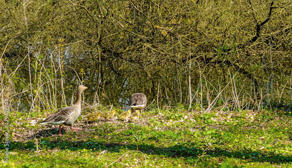 Frühling in Hermann-Löns-Park Hannover Frühling in Hermann-Löns-Park Hannover