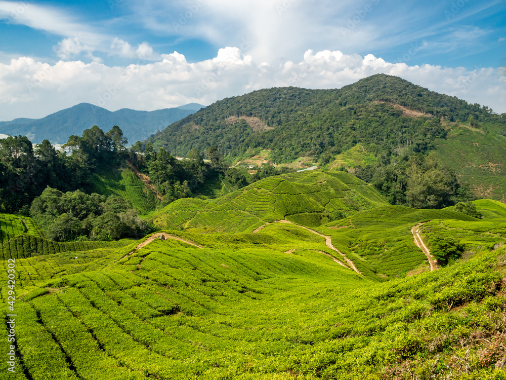 Cameron Highlands Valley tea plants plantation farm, Malaysia hills industry