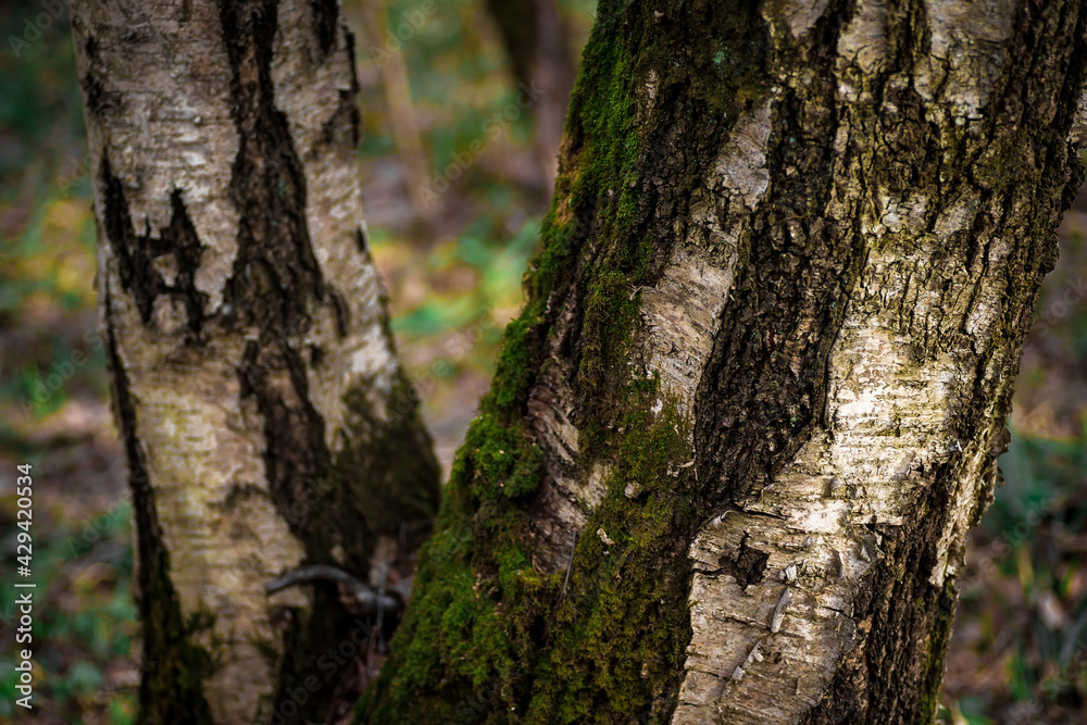 Tree trunks covered with green moss. Spring forest. Tree trunks covered with green moss. Spring forest.