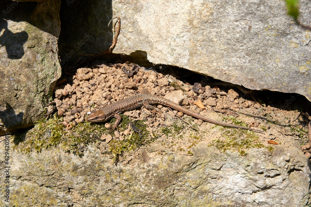 brown lizard is sunbathing near rocks brown lizard is sunbathing near rocks