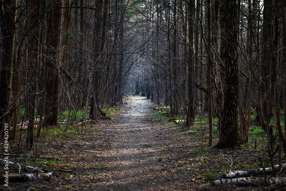 Obraz premium The road in the forest between the trees. Forest trail for walking in the spring.