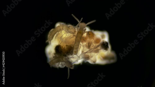 Eggs and nymphs of the relic insect Embia savignyi under a microscope. I'm trying to get out of the egg. From the Embiidae family, they feed on the remains of decaying plants, build silk passages photo