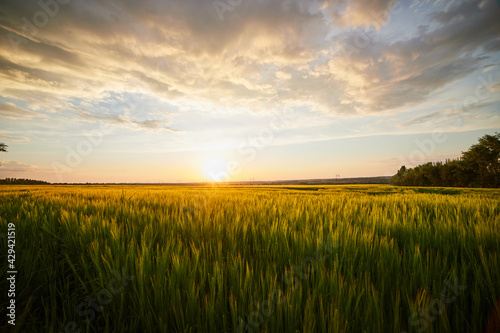 Fototapeta Naklejka Na Ścianę i Meble -  Beautiful landscape with field of ripe rye and blue summer sky