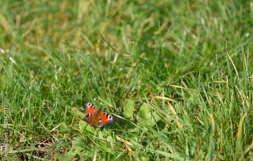 peacock butterfly