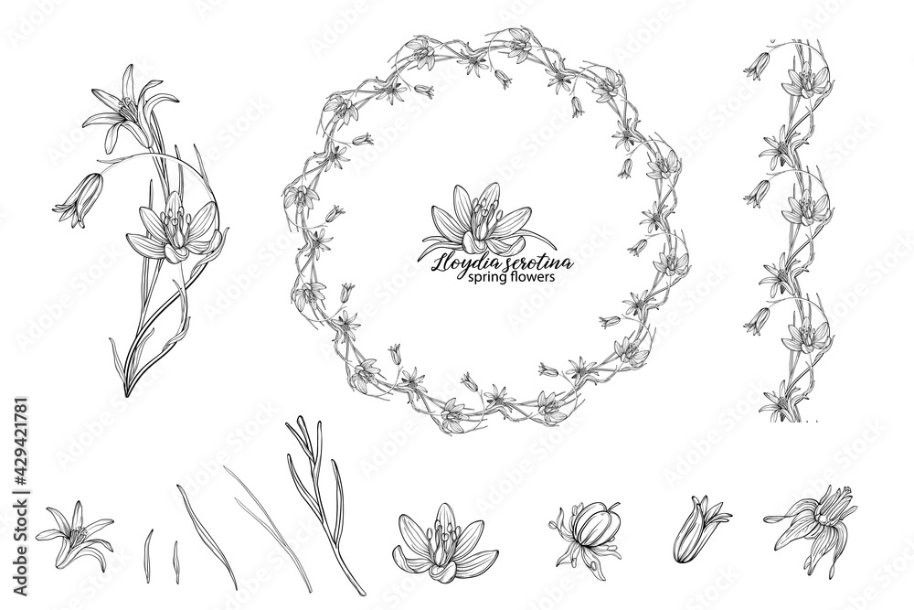 Set of floral elements of Lloydia serotina flowers. Spring flowers. Lloydia serotina
