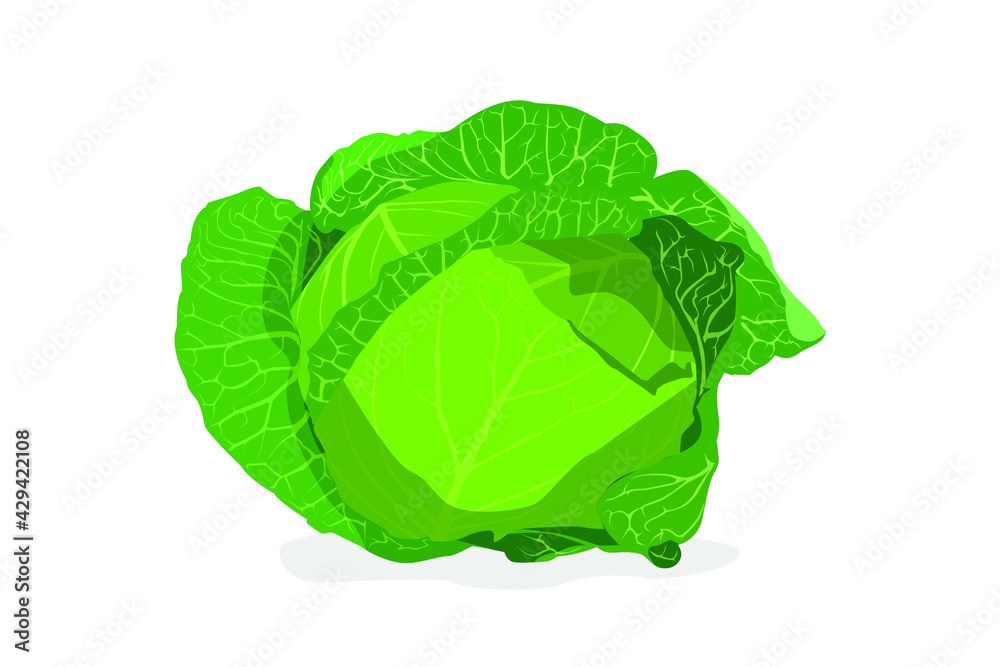 Cabbage on a white background Cabbage on a white background