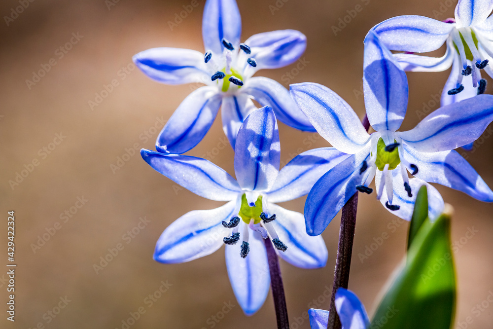 Close-up of tender flowers of blue spring scilla siberica on nature forest background, selective soft focus