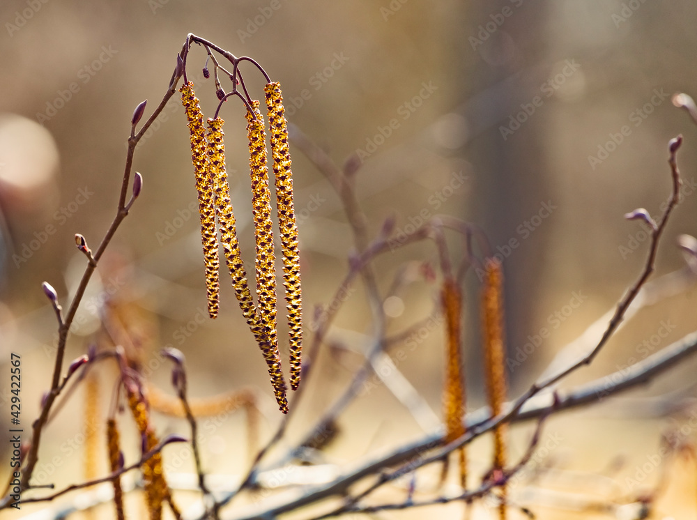 Spring flowers male catkins of Alder Alnus serrulata similar to earrings on tree branch in sunlight, spring background Spring flowers male catkins of Alder Alnus serrulata similar to earrings on tree branch in sunlight, spring background