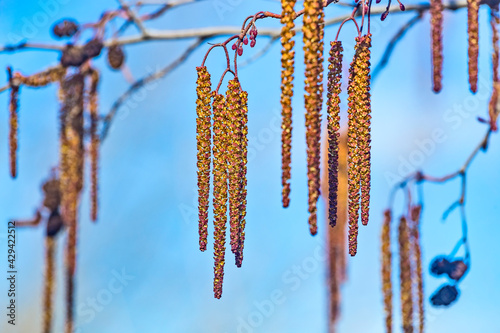 Spring flowers male catkins of Alder Alnus serrulata similar to earrings on tree branch in sunlight, spring background photo