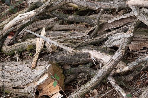 Totholz im Wald - gestapelte und trockene Äste und Stämme