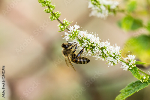 bee on a flower