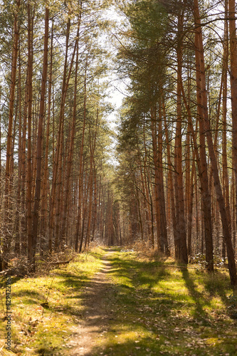 Fototapeta Naklejka Na Ścianę i Meble -  path in the pine forest