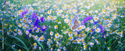 Beautiful field meadow flowers chamomile and violet wild bells and  butterfly in summer morning in green grass on nature.