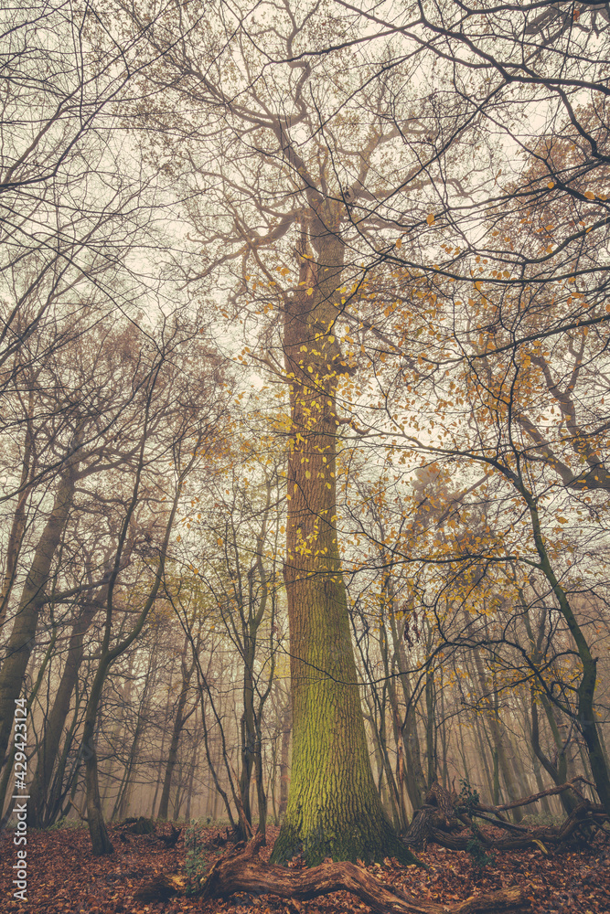 Autumn tree in the foggy forest