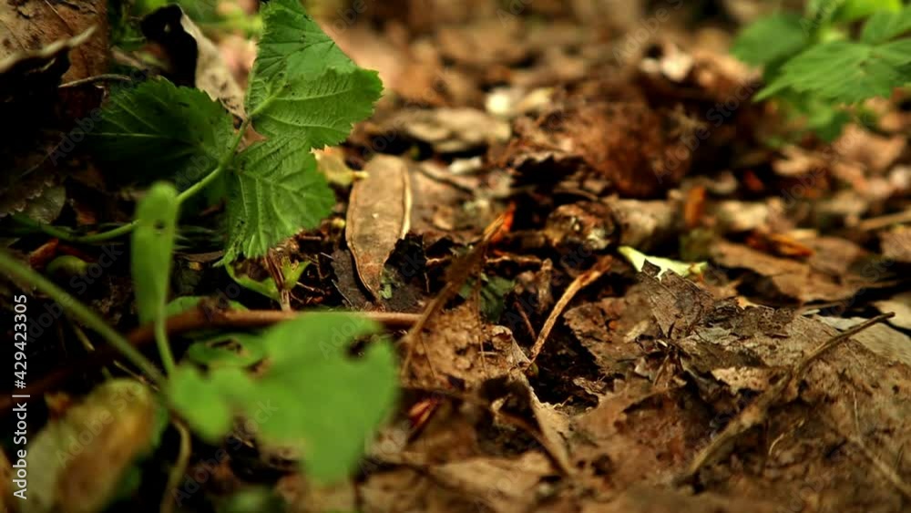 take a walk in the undergrowth- slow motion- rack focus take a walk in the undergrowth- slow motion- rack focus