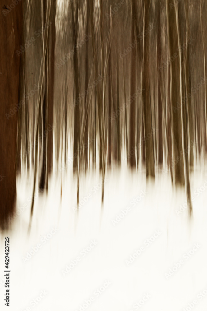 Obraz premium Snow and Trees