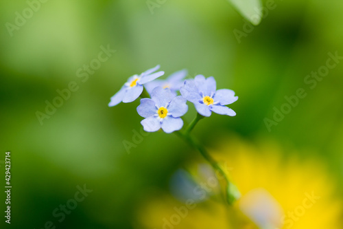 flowers in the garden