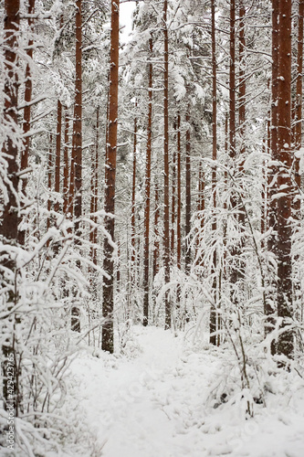 snow covered forest with path