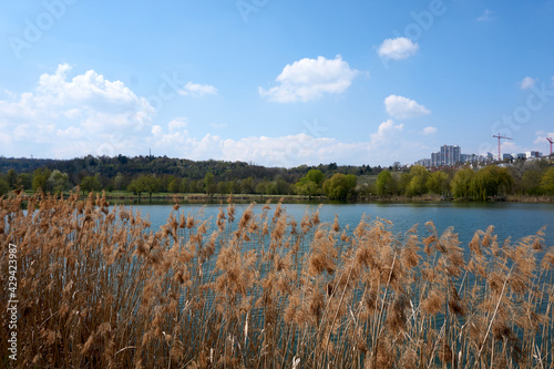 reeds on a lake under a blue sky