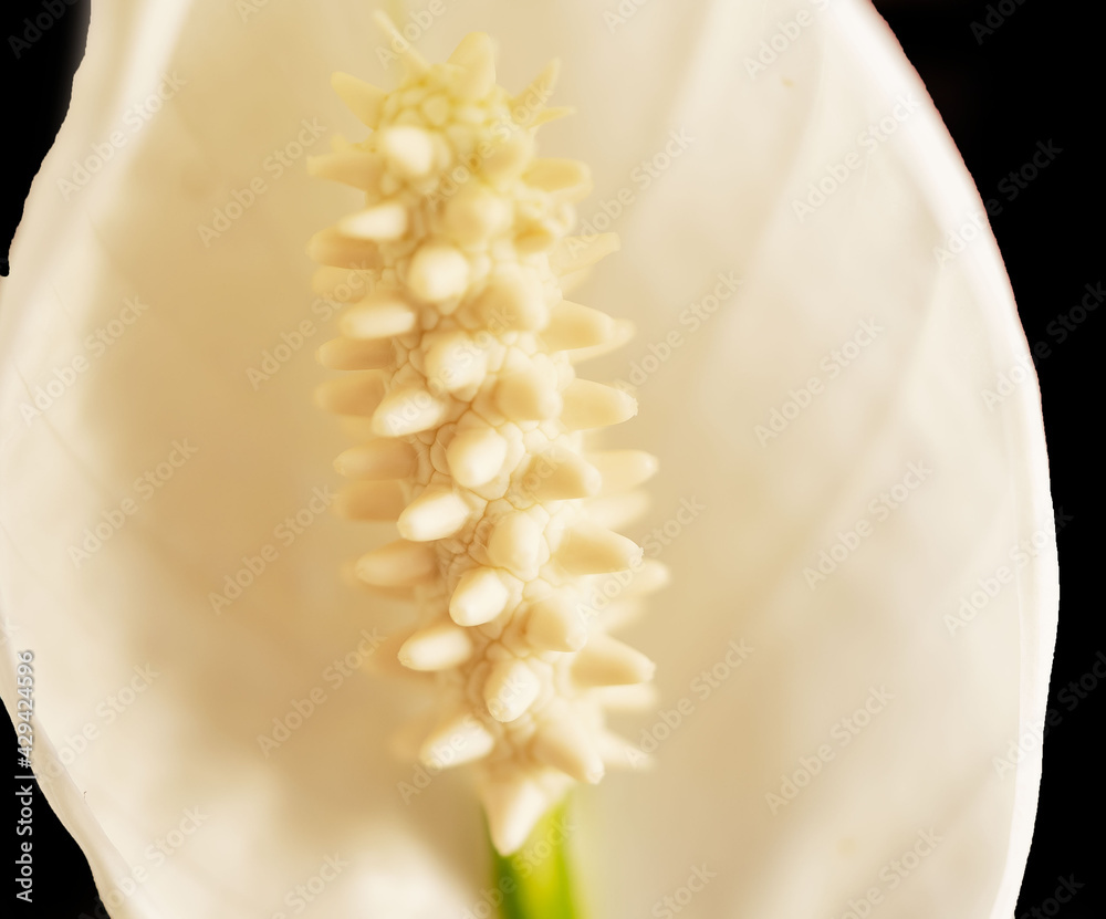  Spathiphyllum - Herz der Blüte