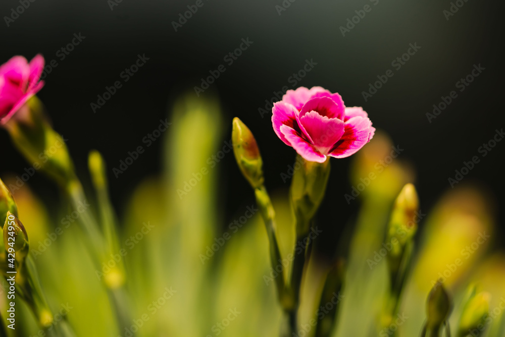 Bartnelkenblüte