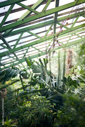 Exotic trees and plants under a roof in a greenhouse. Maintaining the climate for thermophilic plants in the botanical garden. Beautiful spring background.