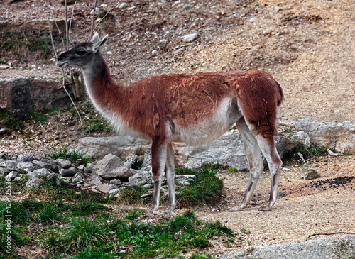 Guanaco on the lslope in its enclosure. Latin name - Lama guanicoe