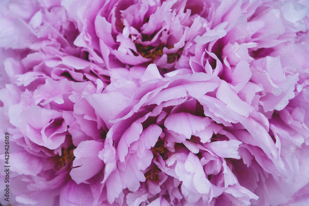 Heap of beautiful fresh pink blooming peonies with fluffy petals, close up. Floral spring or summer texture for background.