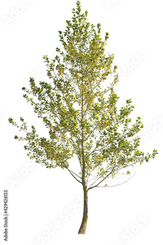 Deciduous tree with green and yellow leaves during fall season, isolated on white background.