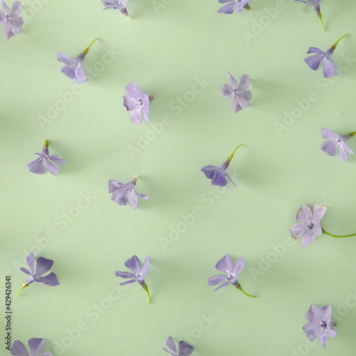 Romantic flat lay. Purple flowers on mint greeen background. © Sonja