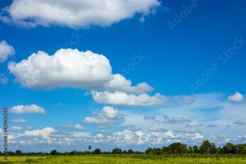 Fluffy white clouds drift in the sky above the green rice fields. © kaentian