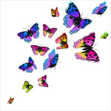 butterfly790