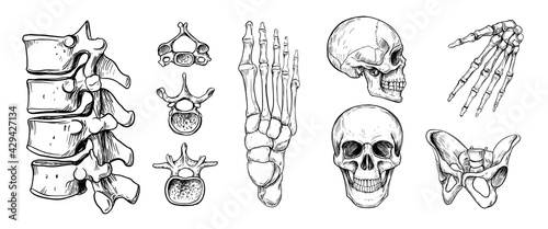 Human skeleton set. Skull, spine, pelvis, hand. Outline vector illustration