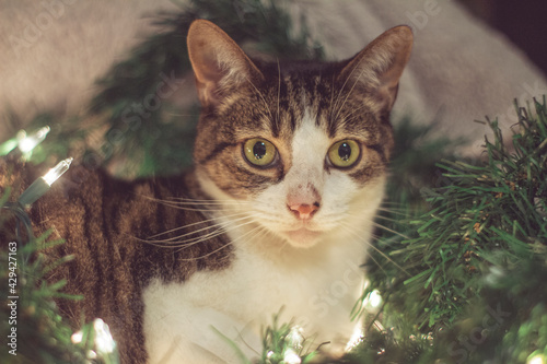 Christmas Tabby Cat photo