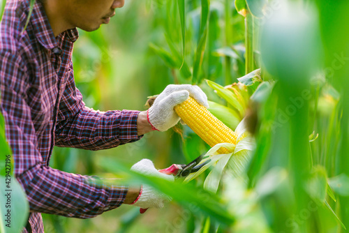 Man Asian farmer wearing a red plaid shirt and white gloves.using scissors to cut  yellow corn from  plant in garden.concept of harvesting agricultural products for sell to  market.