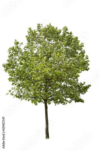 Deciduous tree belonging to the Birch family, cutout isolated on white background