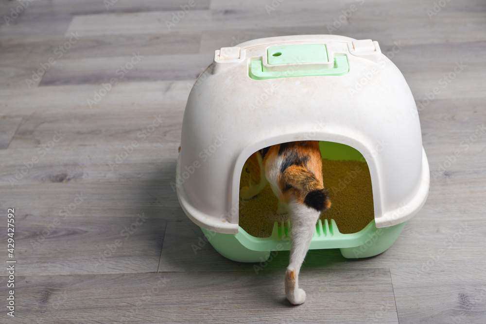 Cat walking into cat litter box, sand tray, pet toilet Stock Photo
