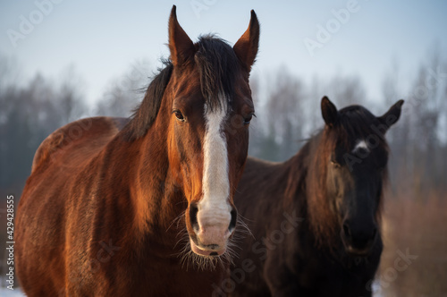 Portrait of two horses in different colors (bay with white blaze in foreground and black with white star in background ) in rays of winter evening sunset. Forest in the background