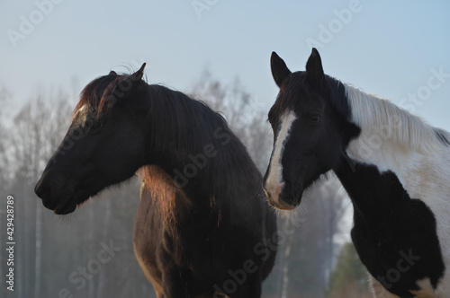 Portrait of two horses in different colors (black with white star and pinto ) in rays of winter evening sunset. Forest in the background