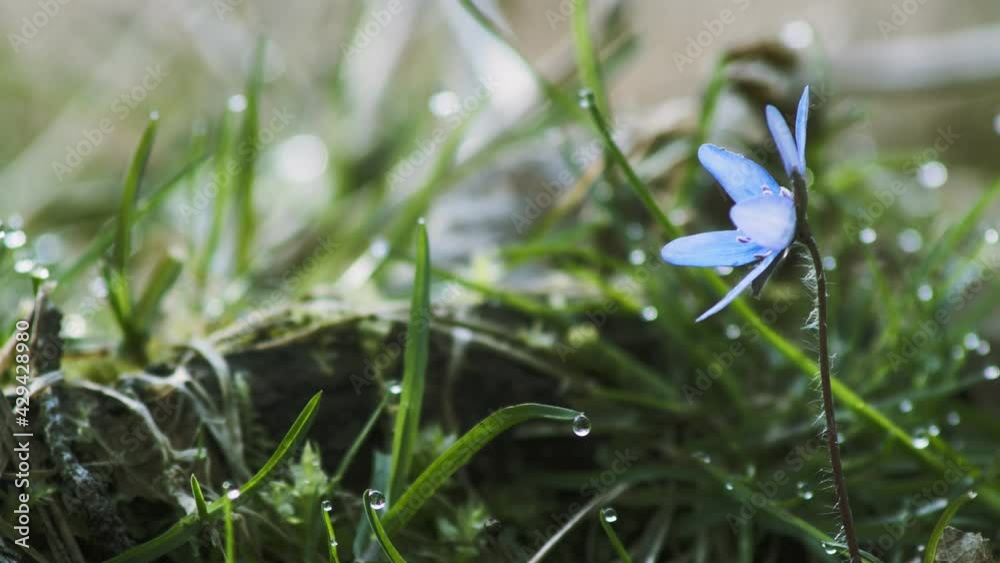 Round Lobed Hepatica, Hepatica americana. Space for title. Round Lobed Hepatica, Hepatica americana. Space for title.
